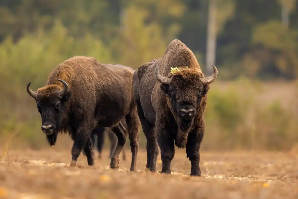 ferme bisons